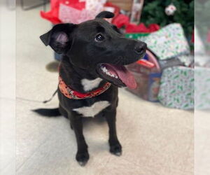 Labrador Retriever Dogs for adoption in Sugar Land, TX, USA