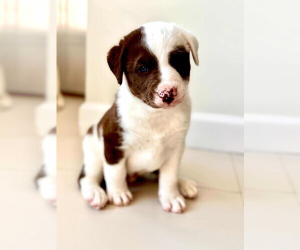 Medium Photo #2 Pyrenees Catahoula Puppy For Sale in Dana Point, CA, USA