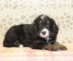 Small #3 Miniature Bernedoodle