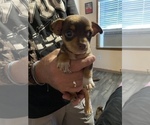 Small Photo #7 Chihuahua Puppy For Sale in ARANSAS PASS, TX, USA
