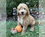 Image preview for Ad Listing. Nickname: Bennet
