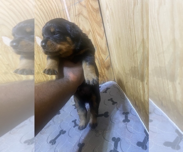 Medium Photo #5 Rottweiler Puppy For Sale in RICHLAND, GA, USA