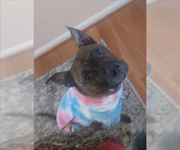 Medium Photo #2 American Pit Bull Terrier Puppy For Sale in Derwood, MD, USA