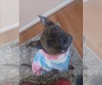 Small #1 American Pit Bull Terrier