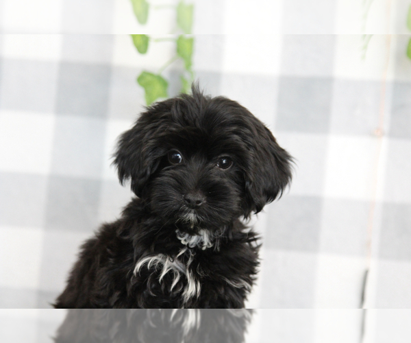 Medium Photo #1 YorkiePoo Puppy For Sale in MARIETTA, GA, USA