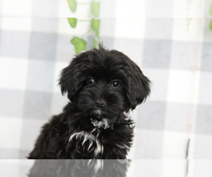 YorkiePoo Puppy for sale in MARIETTA, GA, USA