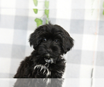 Image preview for Ad Listing. Nickname: Yorkiepoo