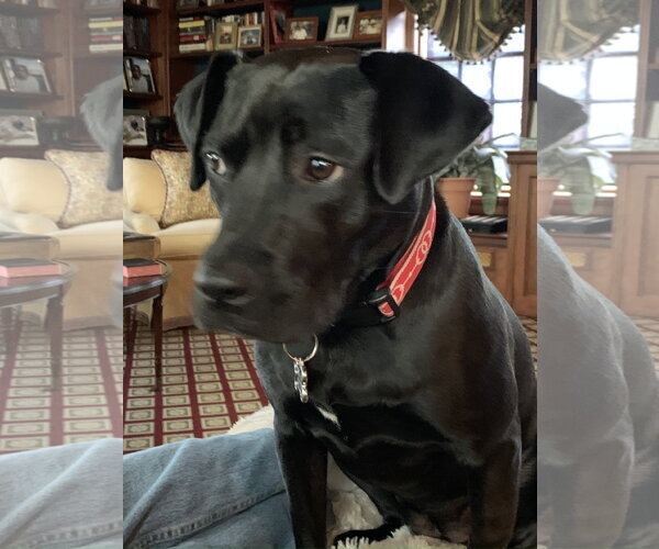 Medium Photo #4 Labrador Retriever-Staffordshire Bull Terrier Mix Puppy For Sale in Monkton, MD, USA