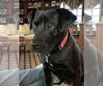 Small Photo #4 Labrador Retriever-Staffordshire Bull Terrier Mix Puppy For Sale in Monkton, MD, USA