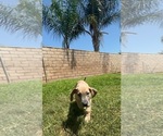 Small #15 Great Dane