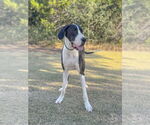 Small #4 Great Dane