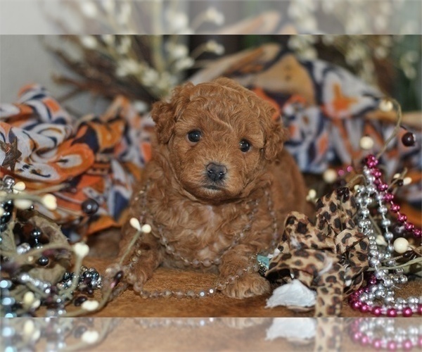 Medium Photo #2 Goldendoodle (Miniature) Puppy For Sale in PEMBROKE PINES, FL, USA