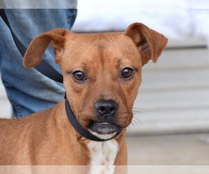 Boxer-Mountain Cur Mix Dogs for adoption in Anniston, AL, USA