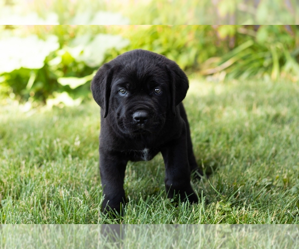 Medium Photo #23 Cane Corso Puppy For Sale in WAKARUSA, IN, USA