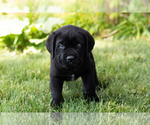 Small Photo #23 Cane Corso Puppy For Sale in WAKARUSA, IN, USA