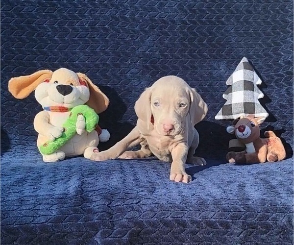 Medium Photo #35 Weimaraner Puppy For Sale in NEWCASTLE, OK, USA