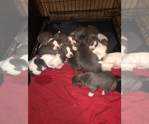 American Bully Puppy for sale in STUTTGART, AR, USA