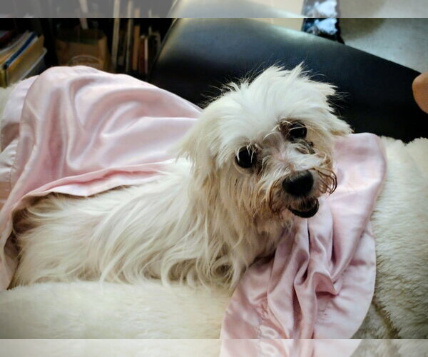 Medium Photo #8 Maltese Puppy For Sale in St. Louis Park, MN, USA