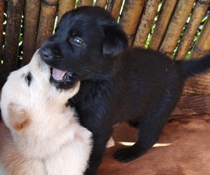 Shepradors Puppy for sale in ROME, GA, USA