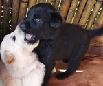 Small Shepradors