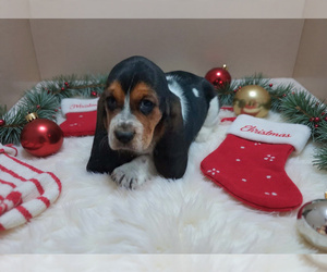 Basset Hound Puppy for sale in SALEM, WV, USA