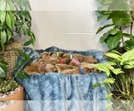 Small Photo #1 Goldendoodle (Miniature) Puppy For Sale in NASHVILLE, MI, USA
