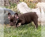 Puppy Twix French Bulldog