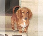 Small Photo #1 Chiweenie Puppy For Sale in RATTAN, OK, USA