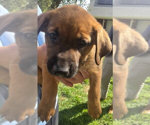 Australian Shepherd-Black Mouth Cur Mix Dogs for adoption in Salt Lake City, UT, USA