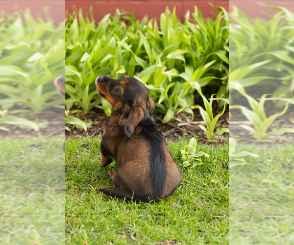 Medium Photo #6 Dachshund Puppy For Sale in WAKARUSA, IN, USA