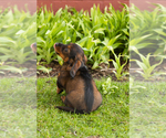 Small #5 Dachshund