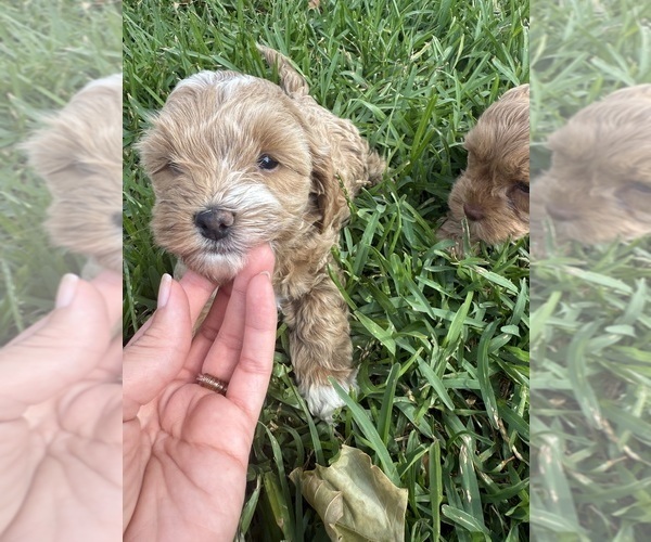 Medium Photo #4 Cock-A-Poo Puppy For Sale in KENNER, LA, USA