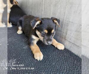 American Staffordshire Terrier-Unknown Mix Dogs for adoption in San Antonio, TX, USA