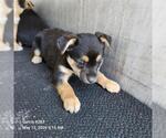 Small American Staffordshire Terrier Mix
