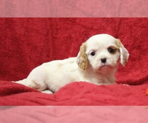 Cavalier King Charles Spaniel Puppy for sale in BROOKSVILLE, FL, USA