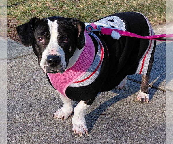 Medium Photo #6 Basset Hound-Staffordshire Bull Terrier Mix Puppy For Sale in Clarkston, MI, USA