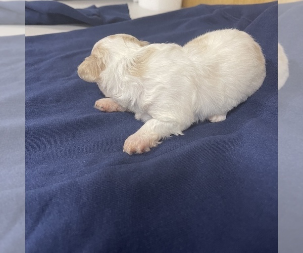 Medium Photo #6 Maltipoo Puppy For Sale in JASPER, GA, USA