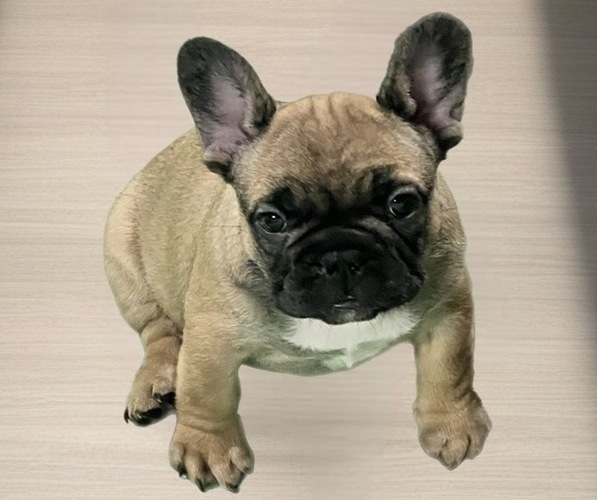 Medium Photo #3 French Bulldog Puppy For Sale in BRIGHTON, CO, USA