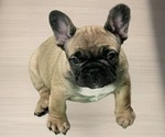 Small #2 French Bulldog