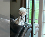 Small Poodle (Toy)