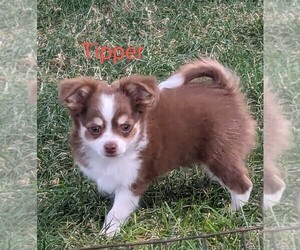 Chihuahua Puppy for Sale in LEBANON, Pennsylvania USA