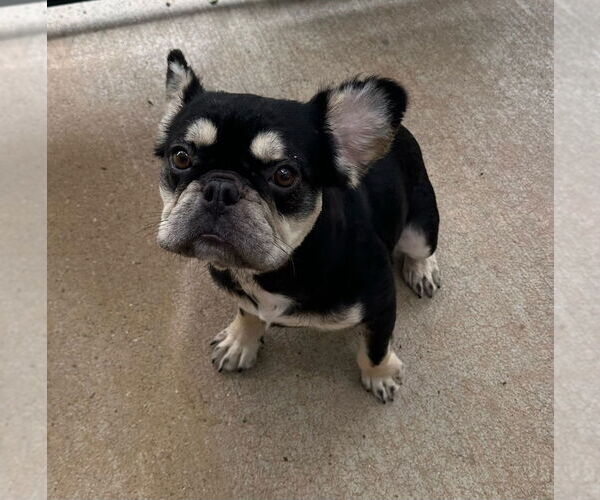 Medium Photo #4 French Bulldog Puppy For Sale in Oak Bluffs, MA, USA