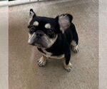 Small #3 French Bulldog