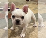 Small #4 French Bulldog