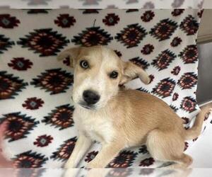German Shepherd Dog-Unknown Mix Dogs for adoption in HESPERIA, CA, USA
