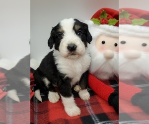 Bernedoodle Puppy for sale in CABOOL, MO, USA