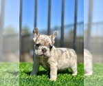 Small #17 French Bulldog