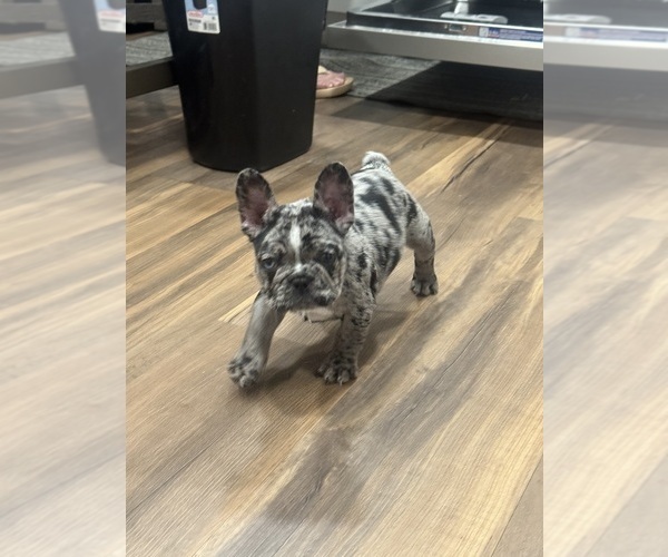Medium Photo #1 French Bulldog Puppy For Sale in GLASSBORO, NJ, USA