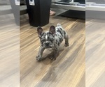 Cleopatra - Female French Bulldog Puppy for Sale - Small photo