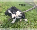 Small Photo #9 Border Collie Puppy For Sale in MYERSTOWN, PA, USA